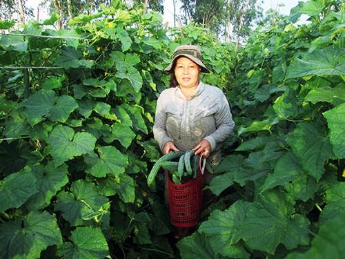 Hiệu quả từ mô hình liên kết giữa nông dân và doanh nghiệp ở tỉnh Quảng Nam - ảnh 1
